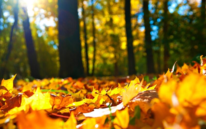 Bild von gelben Blättern, die traurig in die Sonne fallen