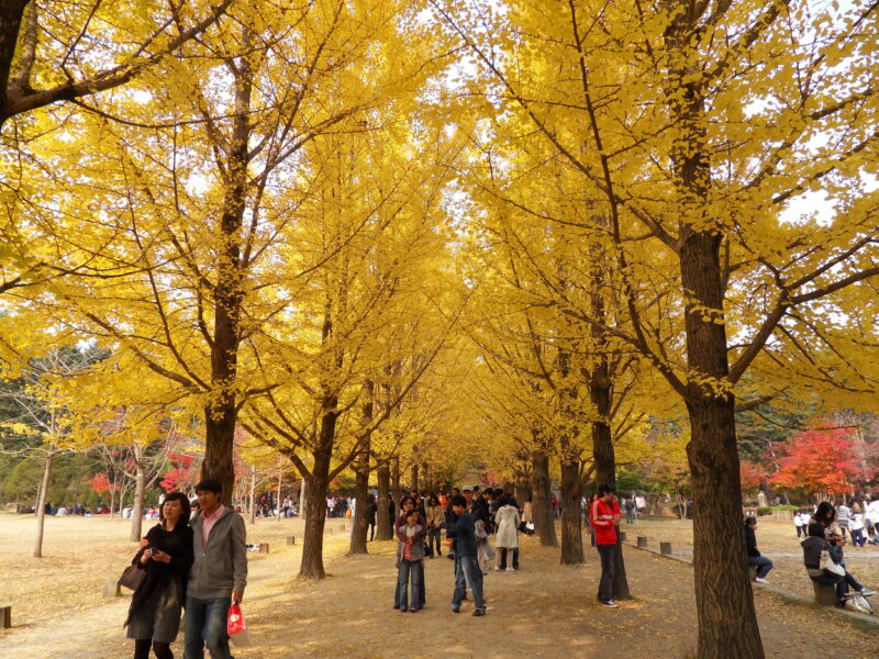 Hình ảnh mùa thu đẹp ở Hàn Quốc