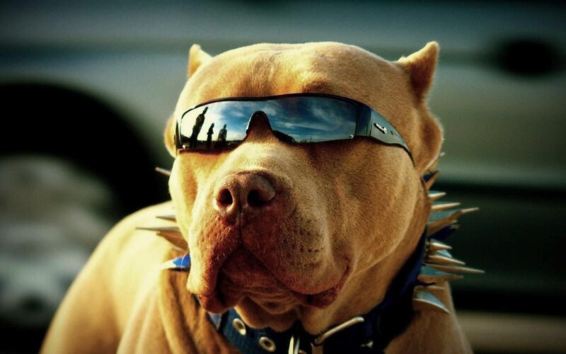 hình chó đeo kính râm ngầu
