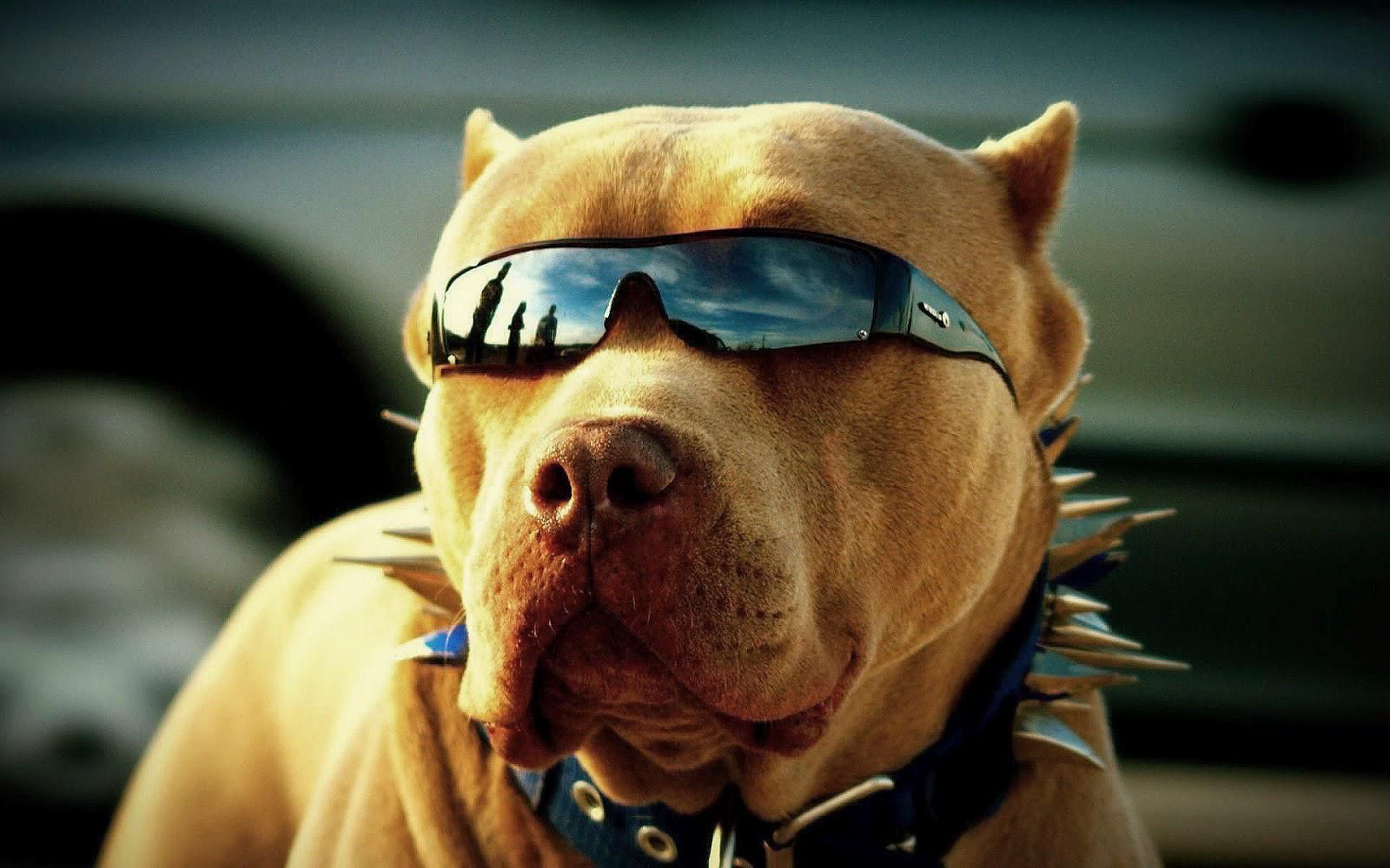 Bạn đã bao giờ thấy một chú chó đeo kính râm đến ngầu như thế này chưa? Những bức ảnh về chú chó này sẽ khiến bạn yêu mến con vật cute và hài hước này ngay lập tức. Đừng chần chừ mà hãy chiêm ngưỡng những bức ảnh độc đáo này ngay bây giờ!