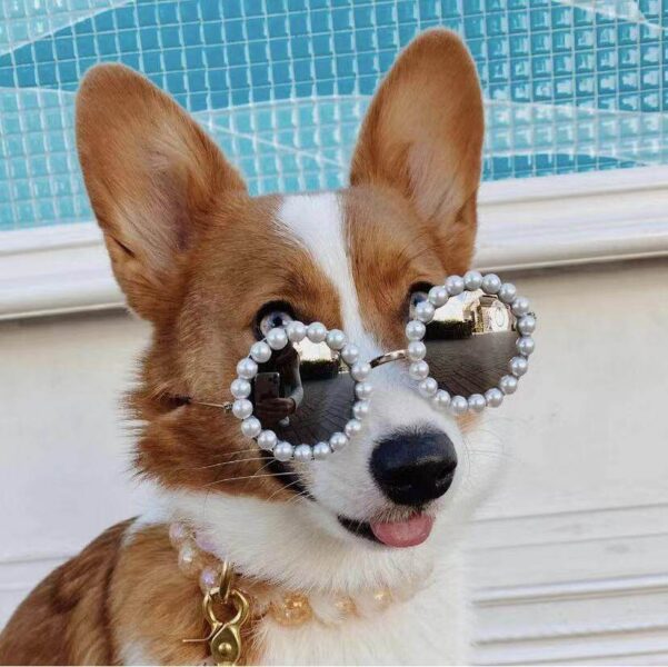 Bild eines Hundes mit Perlenbrille