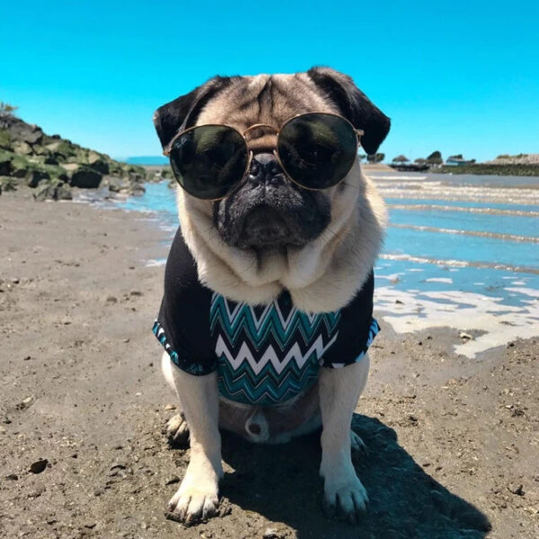 Hình ảnh con chó đeo kính dưới biển