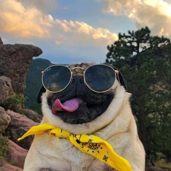 Bild eines Hundes mit Brille und gelbem Schal