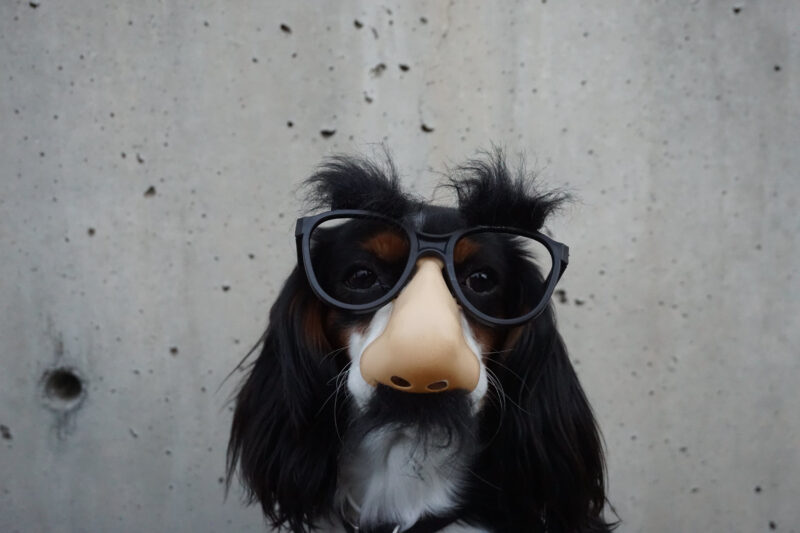 Hình ảnh một con chó đeo kính lông đen