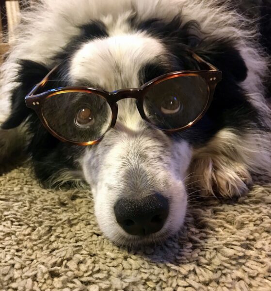 Bild eines Hundes mit schwarz-weißer Fellbrille