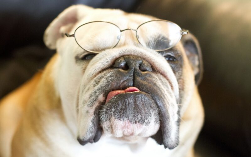 Hình ảnh chú chó đeo kính lông trắng
