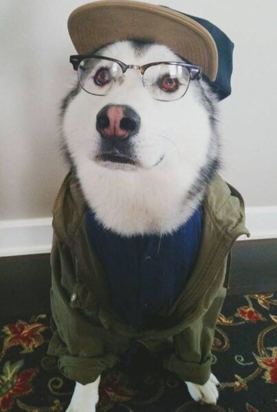 Hình ảnh chú chó đeo kính nâu