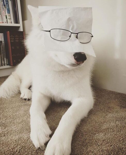 Bild eines Hundes mit weißer Brille