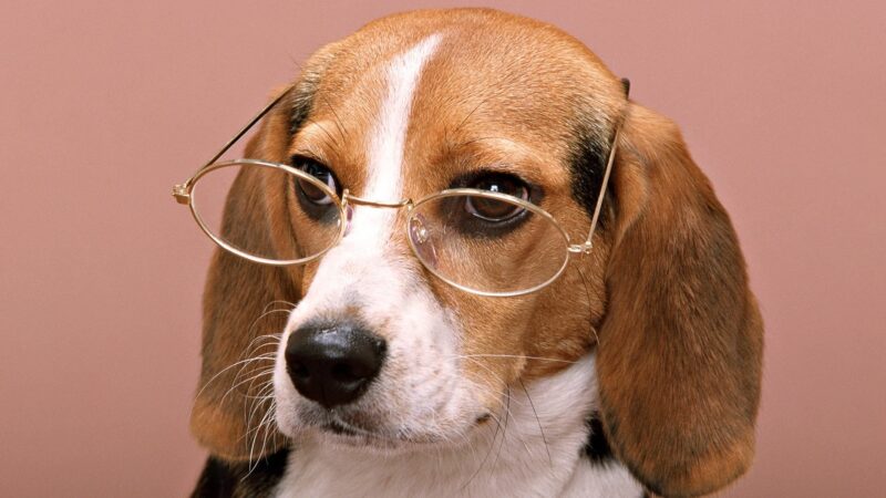 Hình ảnh con chó đeo kính