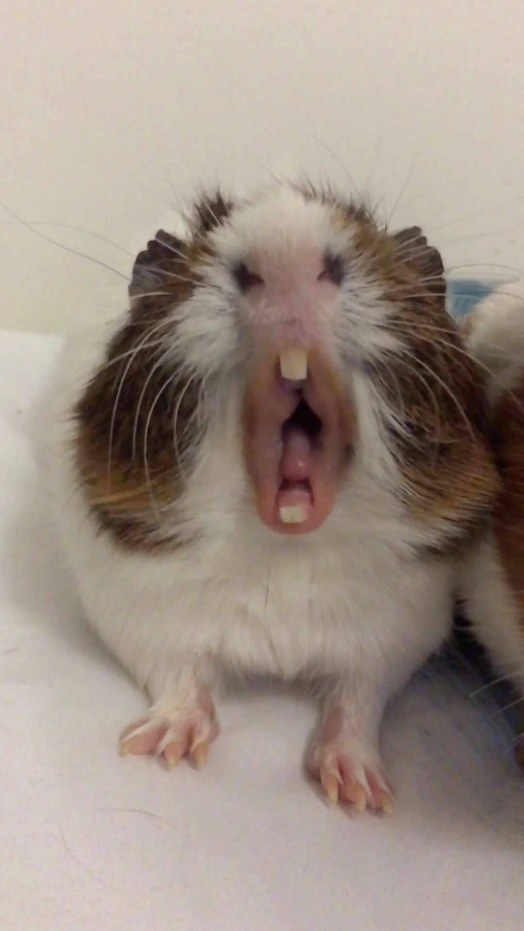 50 hình ảnh chuột hamster hài hước nhất làm meme troll vui
