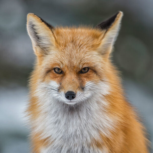 Hình con cáo đẹp