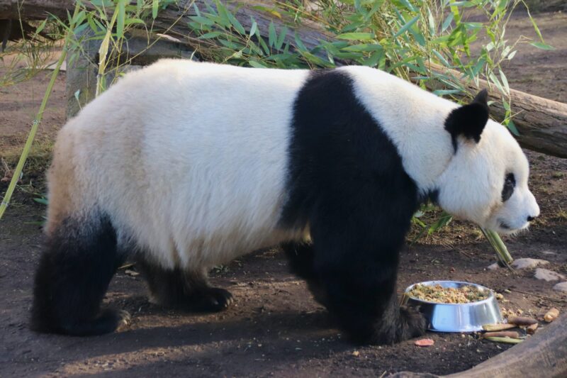 Gấu trúc đi dạo