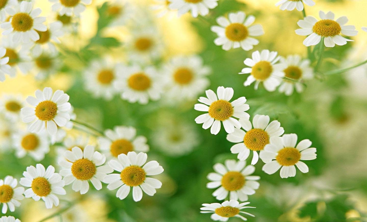 Cập nhật nhiều hơn 100 hình nền hoa cỏ may tuyệt vời nhất  Tin học Đông Hòa