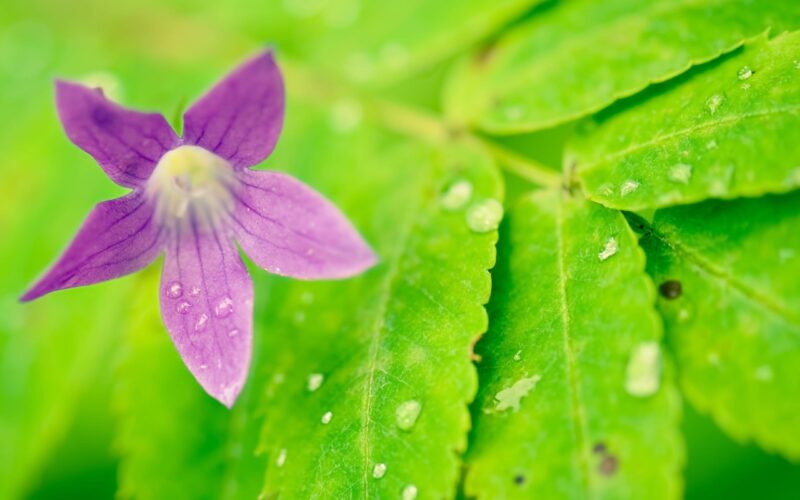 Traurige Wildblumen und grüne Blätter