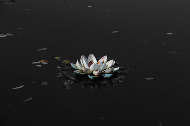 Hình hoa sen trắng nền đen 3D