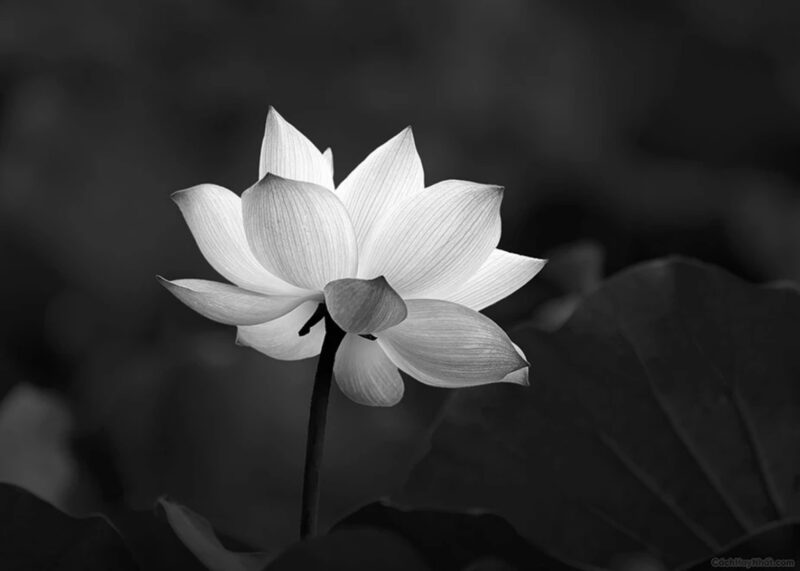 Hình hoa sen trắng nền đen buồn tang gia