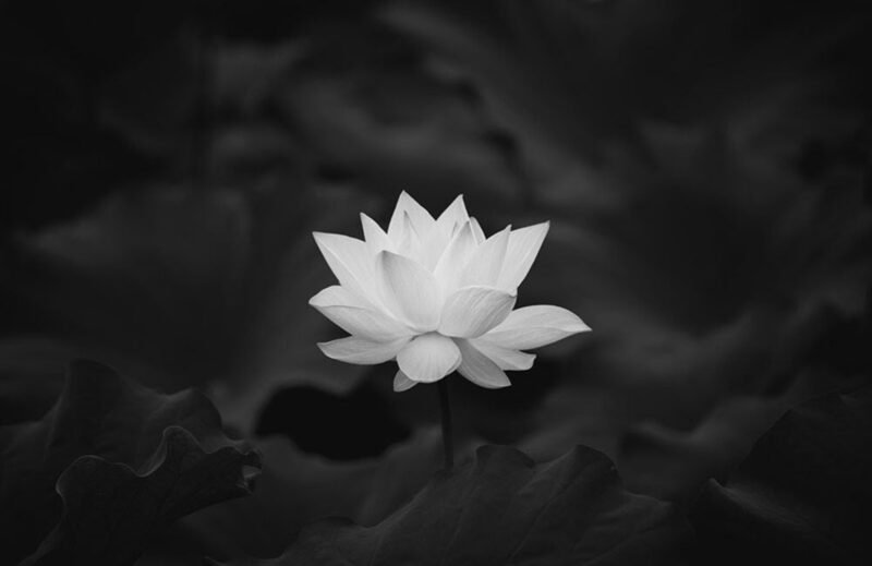 Hình hoa sen trắng nền đen chia buồn tang gia