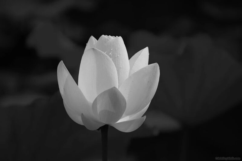 Hình hoa sen trắng nền đen chớm nở