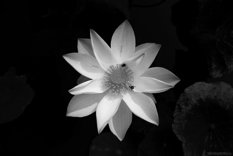 Hình hoa sen trắng nền đen chụp từ phía trên