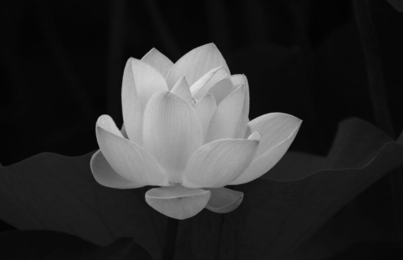 Hình hoa sen trắng nền đen khép hờ đẹp