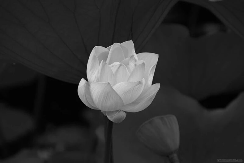 Hình hoa sen trắng nền đen mọc trong đầm