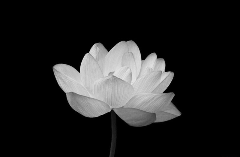 Hình hoa sen trắng nền đen mọc trong đầm