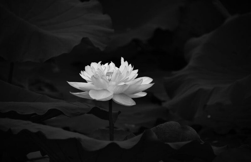 Hình hoa sen trắng nền đen mọc trong đầm sen