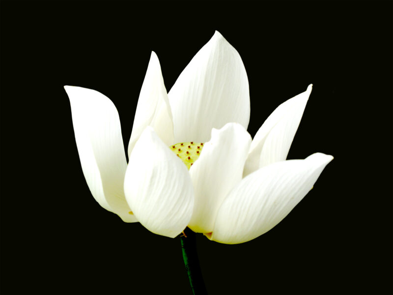 Hình hoa sen trắng nền đen nhuỵ vàng