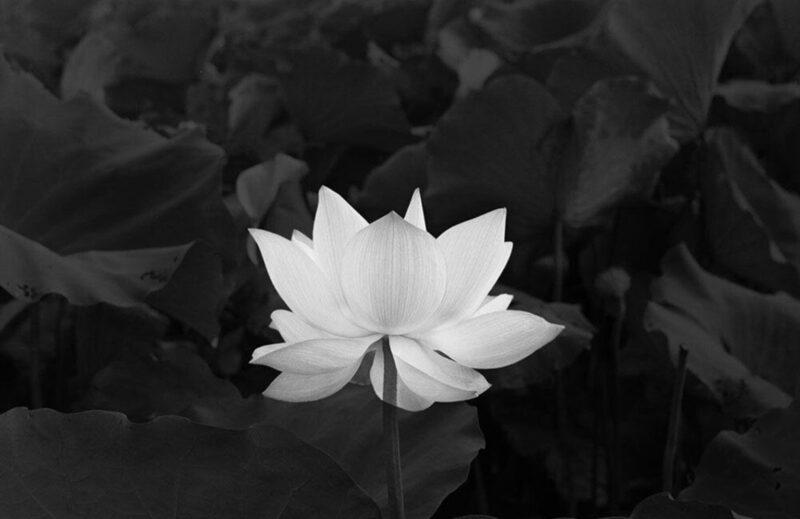 Hình hoa sen trắng nền đen nở đẹp