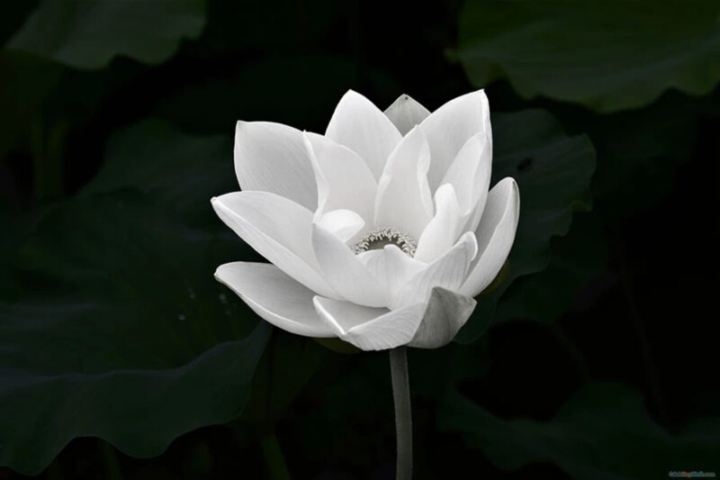 Hình hoa sen trắng nền đen nở đẹp nhất