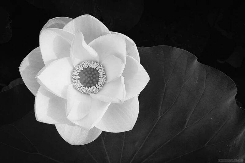 Hình hoa sen trắng nền đen nở to
