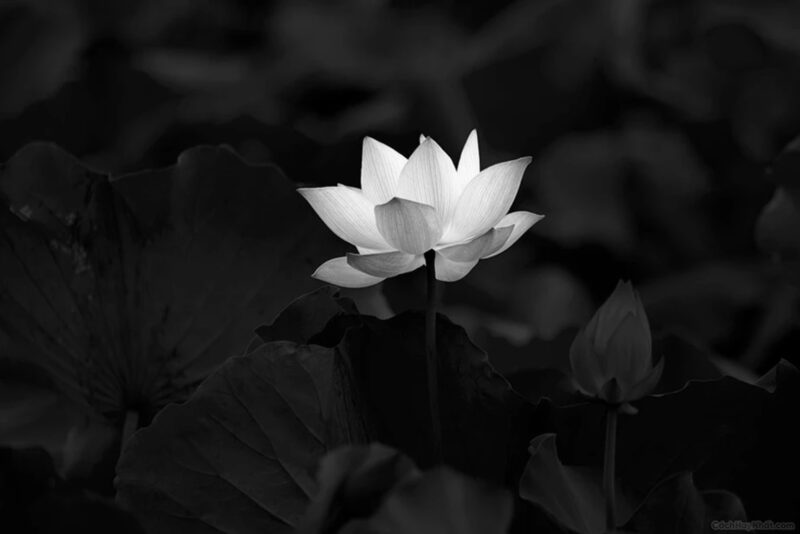 Hình hoa sen trắng nền đen thuần khiết