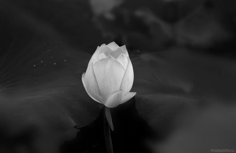 Hình hoa sen trắng nền đen với nụ hoa sắp nở