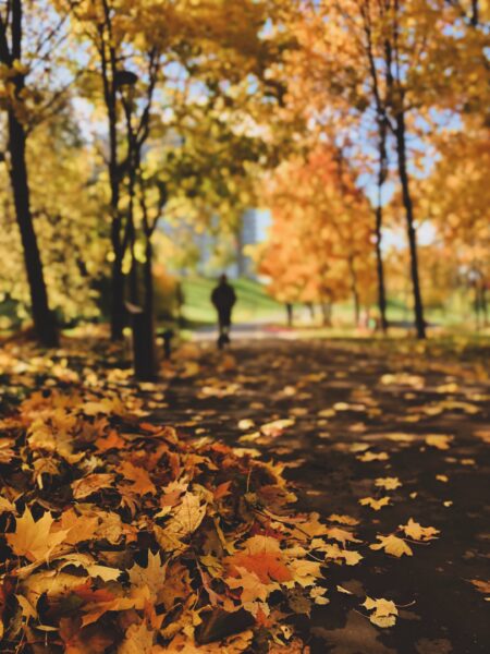 Bild von gelben Blättern, die traurig auf den Boden fallen
