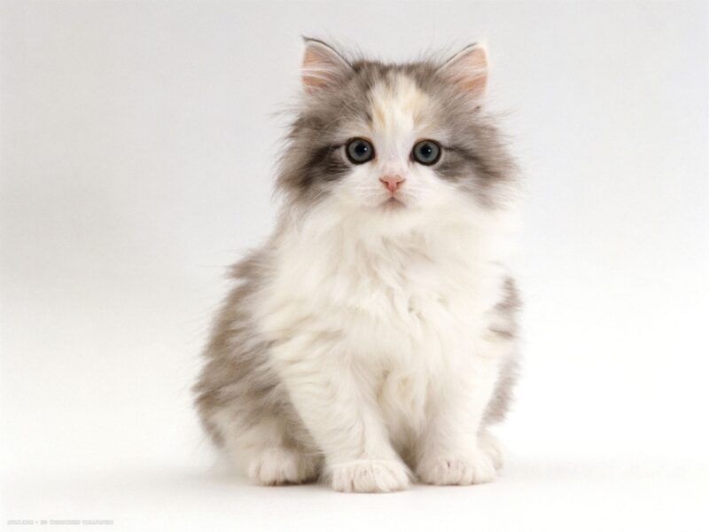 hình ảnh mèo ba tư chinchilla đẹp