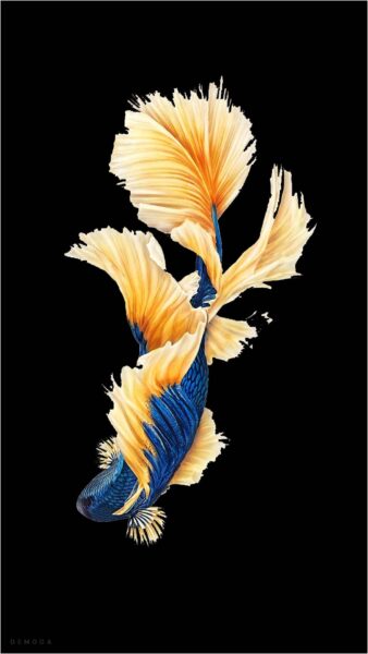 Japanese Koi Fish Wallpapers  Top Những Hình Ảnh Đẹp