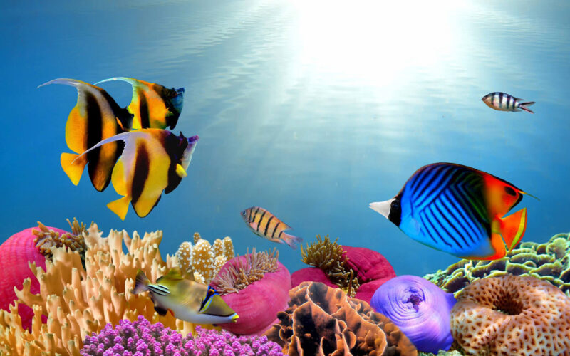 Hình nền cá 3d di chuyển dưới đại dương