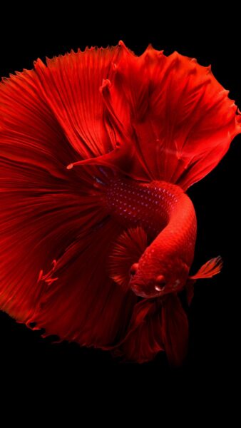 Hình nền cá Betta màu đỏ