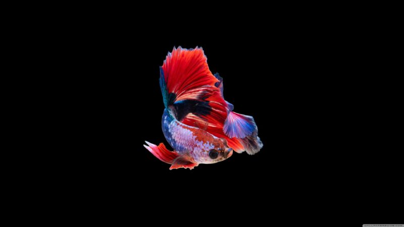 Hình nền cá Betta xanh phối đỏ