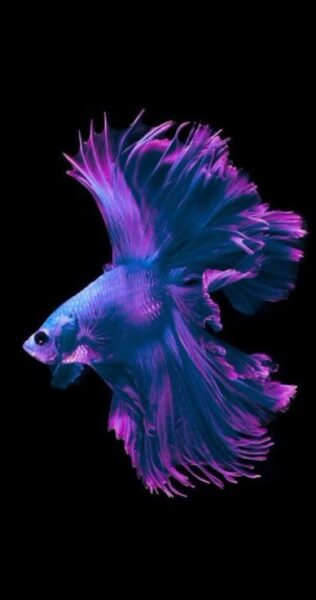 hình nền cá chọi màu tím đẹp nhất