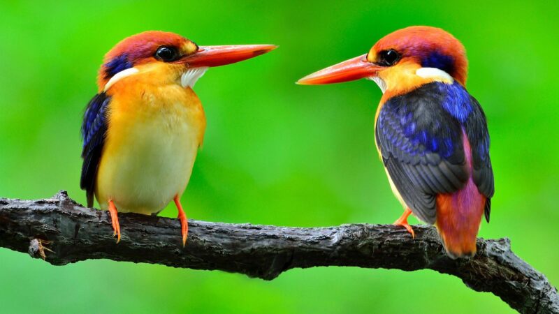 Vogeltapete mit großer Nase