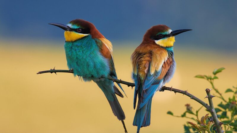 Tapete blaue Vögel, die auf Bäumen sitzen