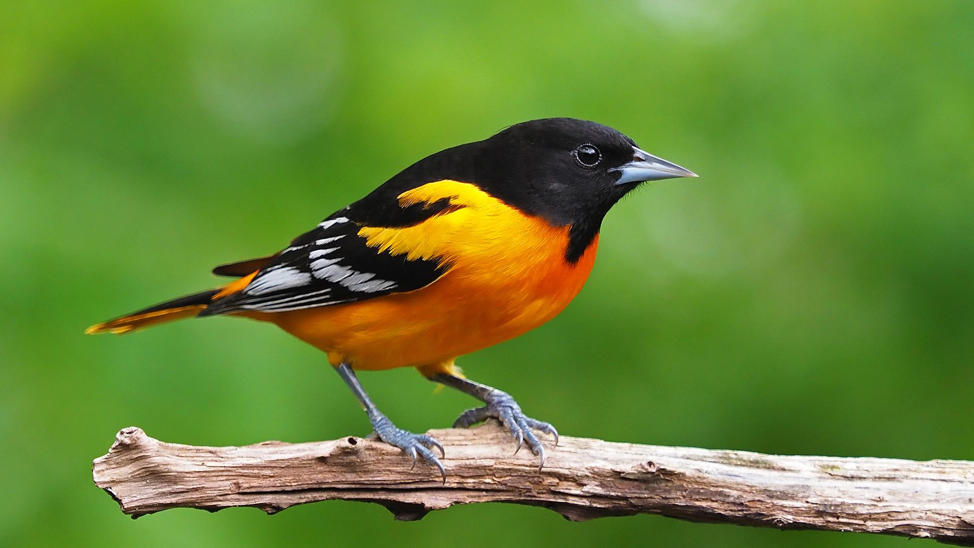 Top 50 Hình ảnh chim đẹp nhất thế giới nhìn là mê  Trường Ngoại Ngữ Tin  Học Quốc Tế TÂN VIỆT MỸ