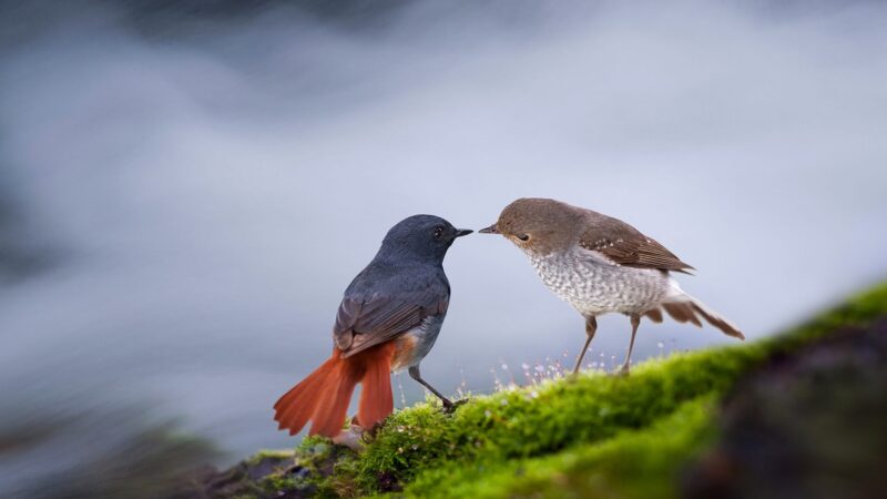 Vogel- und Freundschaftstapete