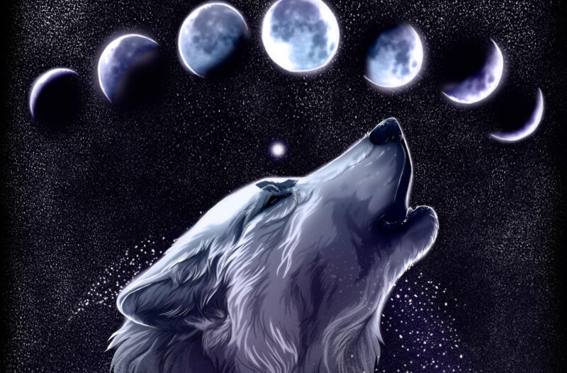 Hình nền chó sói dưới trăng