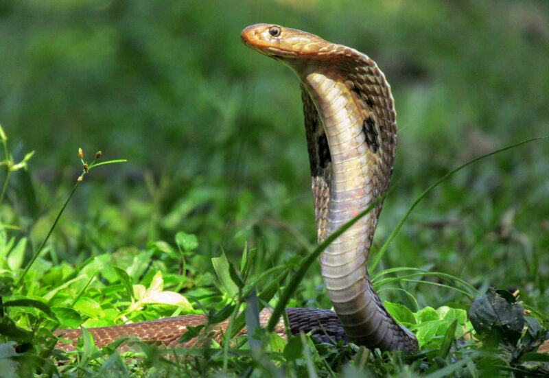 COBRA HAS SMILEY FACE SKIN