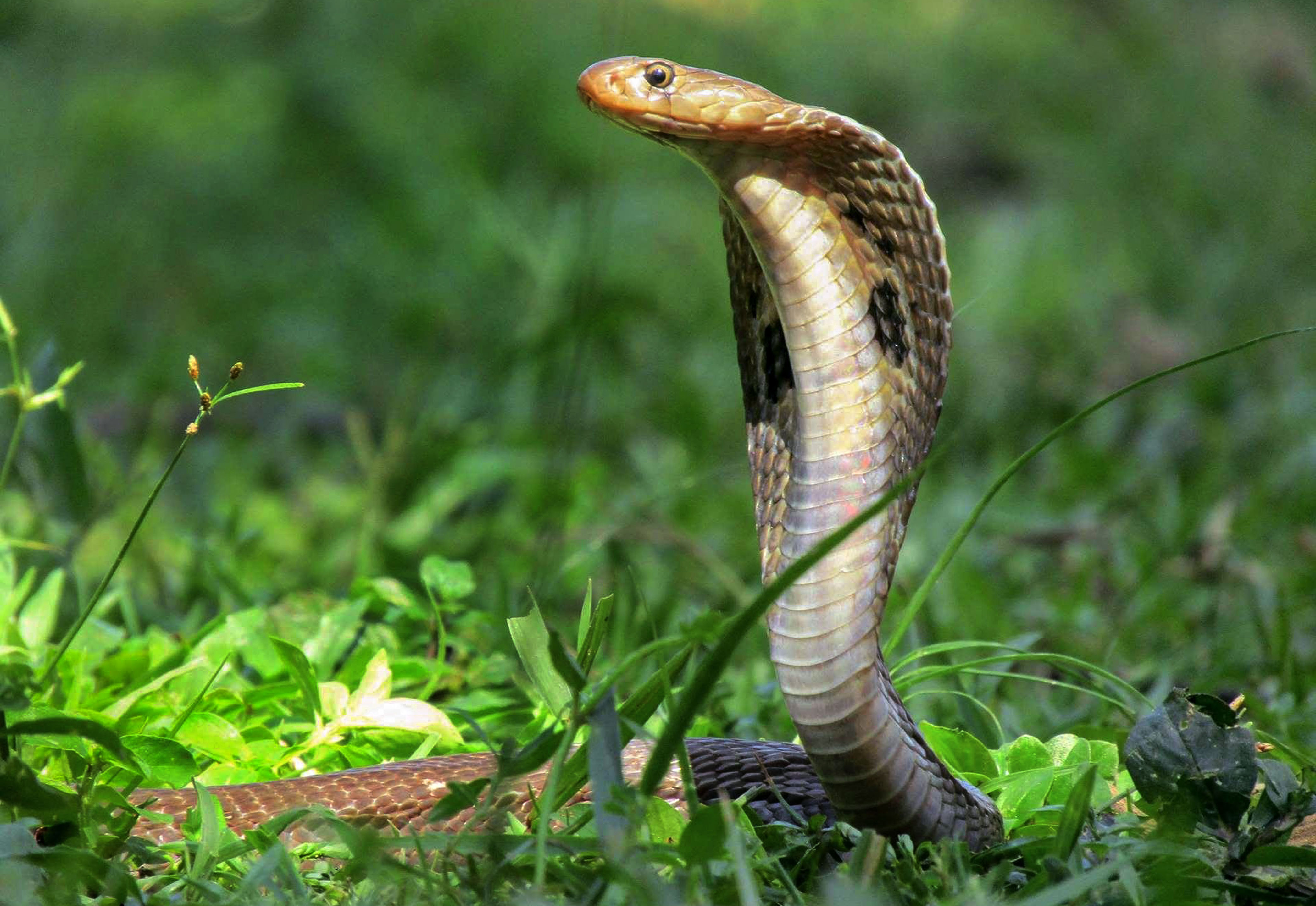 Hình ảnh những loài rắn cực độc và cách chữa trị khi bị cắn (P2) | Giáo dục  Việt Nam