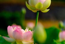 Hình nền hoa sen cho iPhone