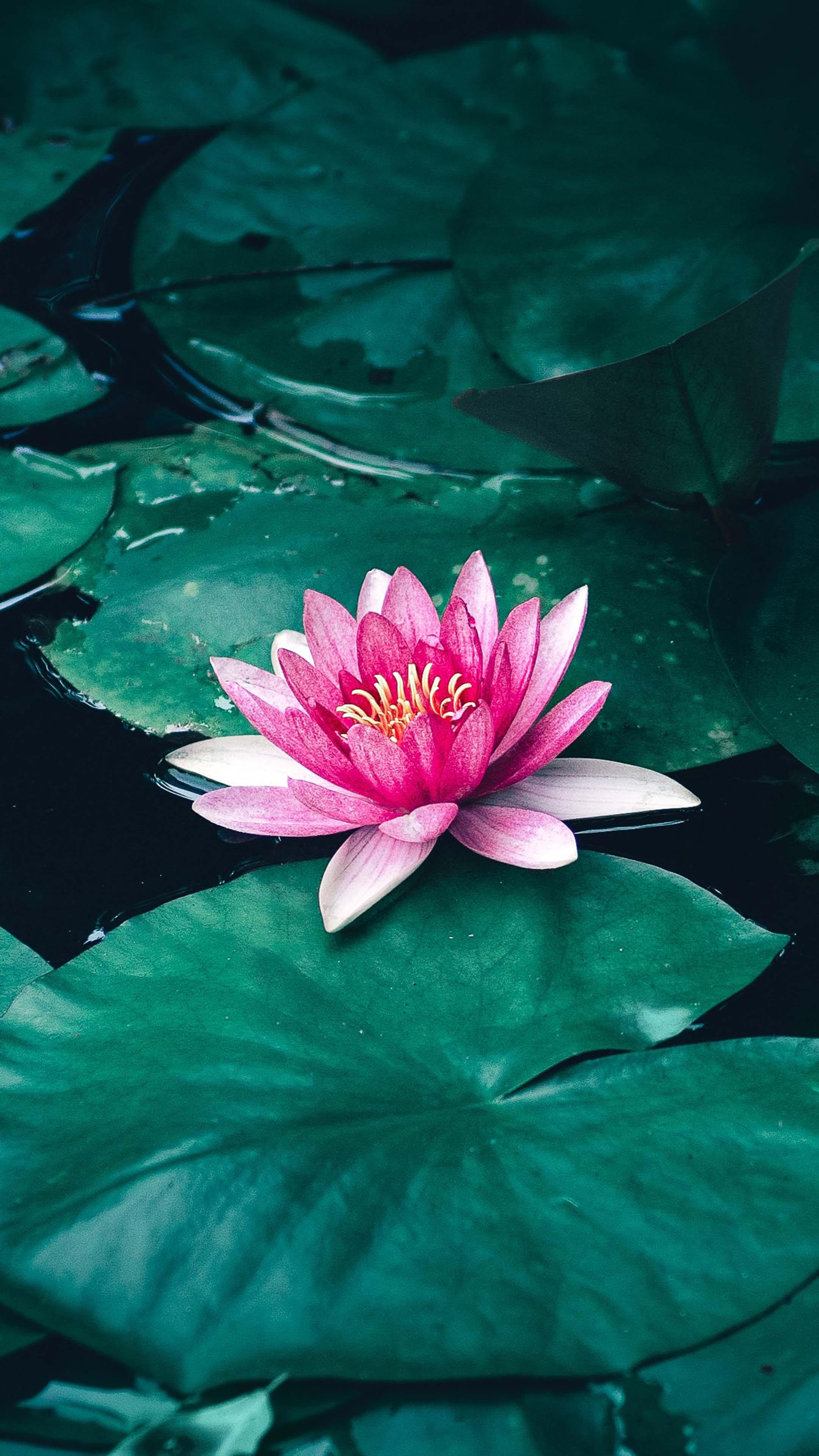 Khám phá 102 hình nền đẹp hoa sen tuyệt vời nhất  Tin học Đông Hòa