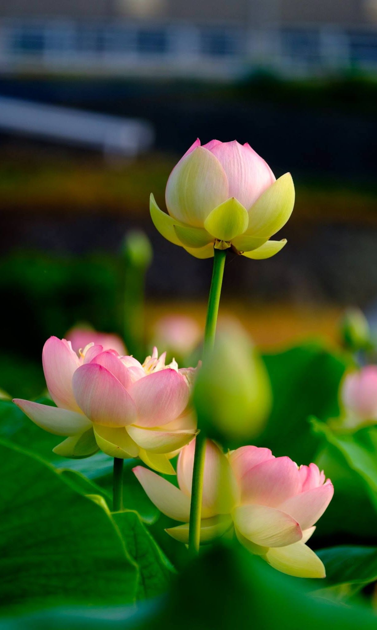 Bộ sưu tập hình ảnh hoa sen đỉnh cao với hơn 999 hình ảnh chất lượng 4K   TH Điện Biên Đông